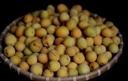Mơ ngâm đường - Thức uống giải khát cho mùa hè