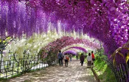 Lễ hội Hoa Tử Đằng - Fuji Matsuri tại Hà Nội