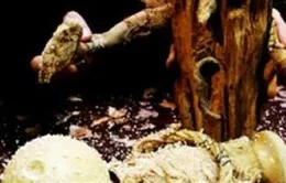 Kịch rối Pháp chinh phục khán giả Việt