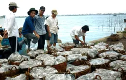 Sẽ phạt nặng thương lái tranh mua, vơ vét nông sản