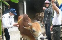 Xuất hiện bệnh lở mồm long móng ở Hà Tĩnh