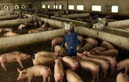 Người chăn nuôi chờ được giãn nợ
