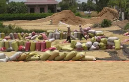 Năm 2013: Sản lượng lúa sẽ tăng dù hạn hán