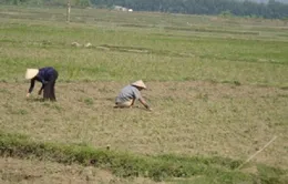 Nắng hạn trên diện rộng tại miền Trung