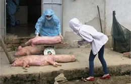 Hà Tĩnh: Nông dân khốn đốn vì dịch lợn tai xanh