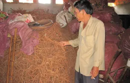 Thực hư chuyện thu mua rễ tiêu ở Gia Lai