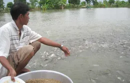 Số hộ nuôi cá tra thua lỗ ngày càng tăng