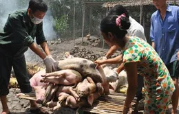 Dịch lợn tai xanh tái phát tại miền Bắc
