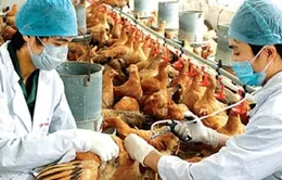 Chưa phát hiện virus A/H7N9 trên gia cầm