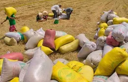 Công khai kết quả mua tạm trữ thóc, gạo