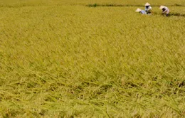 Khuyến khích nông dân trữ lúa giống theo kỹ thuật mới
