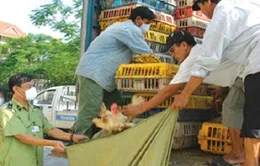 Nguy cơ nhiễm cúm khi cán bộ “tay không” bắt gia cầm 