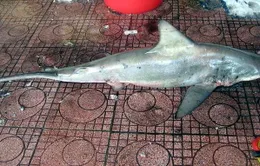 Lại bắt được cá mập tại biển Quy Nhơn