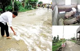 Nam Định: Người chăn nuôi lao đao vì dịch lợn tai xanh