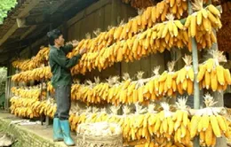 Ẩn họa khó lường từ bột ngô mốc