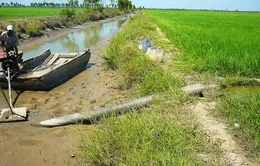 Bình Định: Hơn 7.000 ha đất lúa phải bỏ hoang