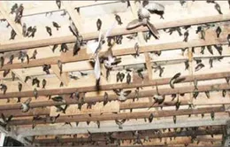 Ninh Thuận công bố hết dịch cúm A/H5N1 trên chim yến