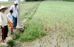 Biến đổi khí hậu: Không còn là dự báo