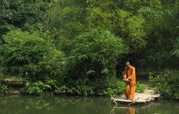 Nhà sư “nặng lòng” với tre trúc Việt Nam