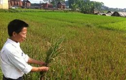 Làng mất mùa... vì “sát thủ khói trắng”