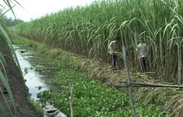 CLB 200 tấn - Hiệu quả phong trào trồng mía Hậu Giang