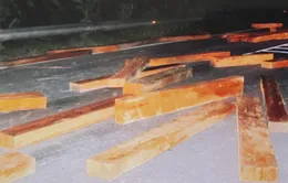 Đối tượng chở gỗ lậu ở Khánh Hòa ra đầu thú