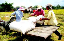 ĐBSCL: Lúa gạo bất ngờ quay đầu giảm giá