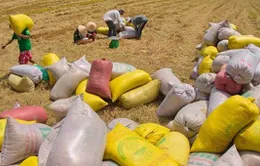 Kết thúc đợt thu mua tạm trữ lúa gạo vụ Hè Thu