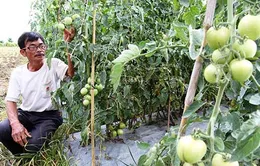 Dân điêu đứng vì bị đánh tráo giống cà chua