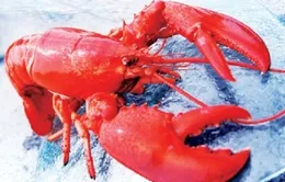 5 USD/kg tôm hùm tại Maine (Mỹ)