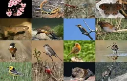 Đa dạng sinh học ở Việt Nam đang bị suy thoái trầm trọng