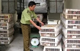 Bắt giữ hơn 30.000 con giống gia cầm nhập lậu