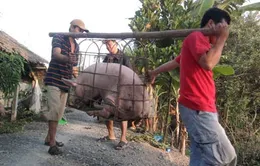 Ồ ạt gom lợn mỡ bán sang Trung Quốc