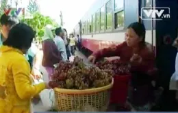 Nhập nhằng giữa "nho độn đá" và nho chất lượng