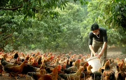 Bắc Giang đầu tư 18 tỷ đồng sản xuất giống gà Yên Thế