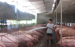 Giá lợn tăng, người chăn nuôi phấn khởi