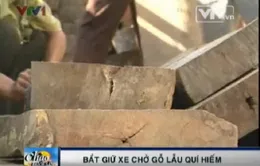 Bắt vụ vận chuyển gỗ trái phép lớn tại Bình Định