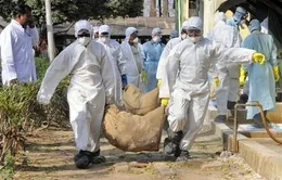 Xuất hóa chất cho Tiền Giang phòng, chống dịch cúm A/H5N1