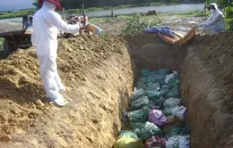 Bạc Liêu: Tiêu hủy trên 3.500 con vịt nghi cúm gia cầm