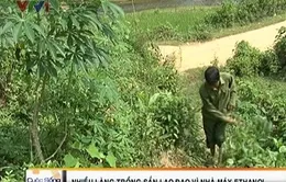 Người trồng sắn lao đao vì nhà máy ethannol 