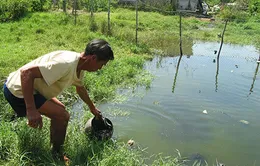 Khi cả làng uống nước ruộng...