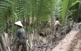 Triều cường nhấn chìm 700 ha mía, hoa màu ở Sóc Trăng