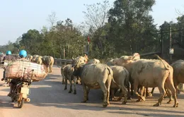 Hà Tĩnh: Xuất hiện dịch lở mồm long móng ở 19 xã