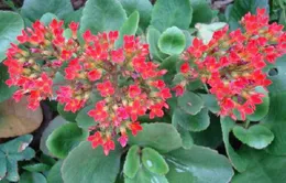 Bài thuốc cầm máu vết thương