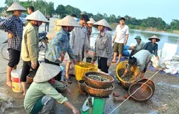 Triển khai chế tài xử phạt hoạt động thu mua ốc bươu vàng