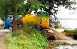 Rùng mình với “công nghệ” nuôi cá bằng chất thải giữa Hà Nội