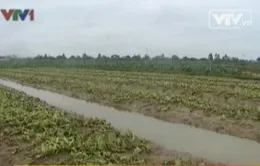 Làng miền Trung trong mùa mưa bão…