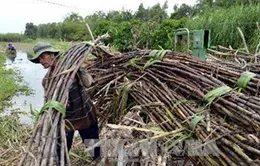 Hơn 100 vụ cháy mía với diện tích 135 ha ở Tây Ninh