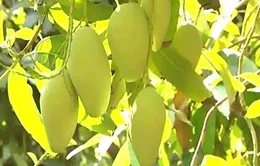 Hàn Quốc mở cửa cho xoài Việt Nam