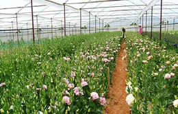 Thêm 5 loại hoa được cấp nhãn hiệu độc quyền